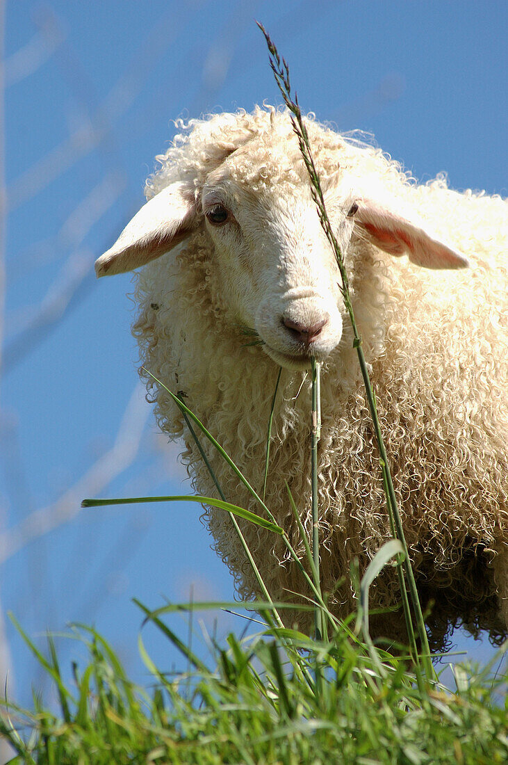 Latxa sheep