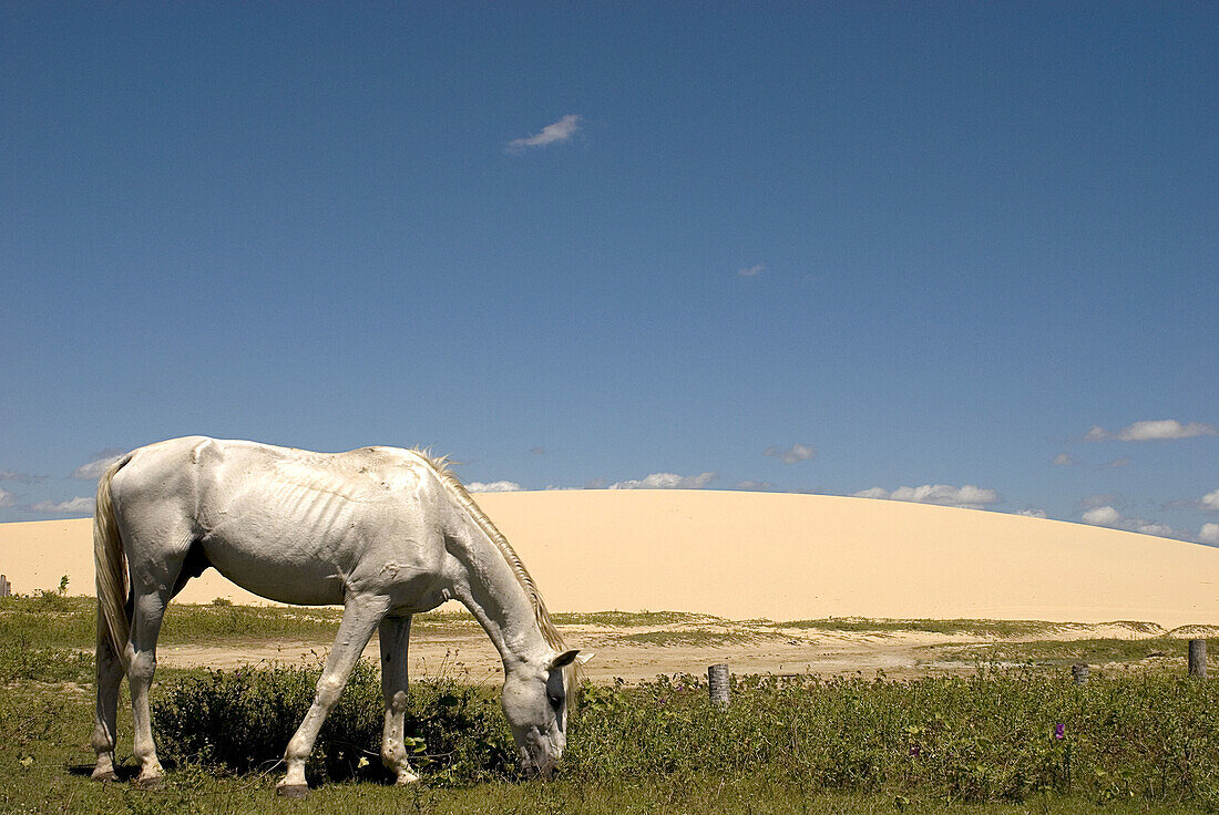 Horse. Jericoacoara, Brazil.