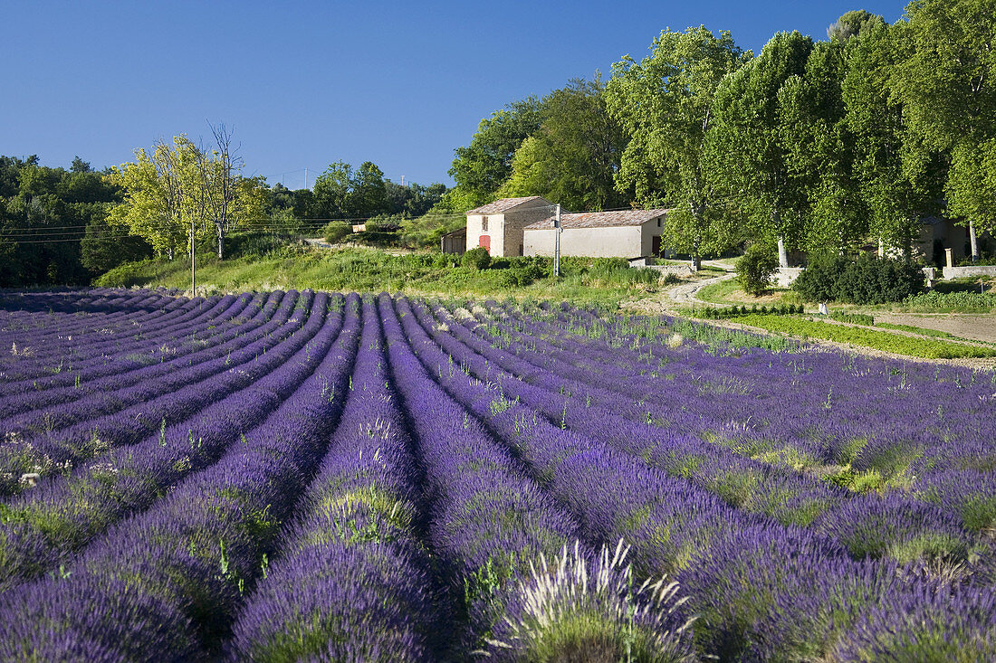 Lavender field,  Puimoisson. Provence,  France