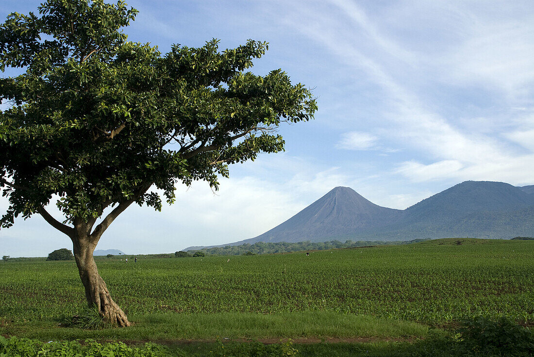 El Salvador.  Agricultural landscape of the Zone Central. Corn  field. Volcano Izalco and  Cerro Verde .