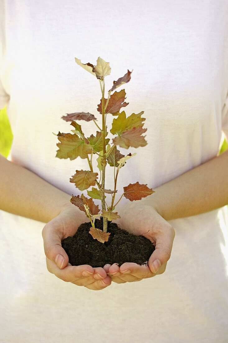 planting a poplar (populus sp.)