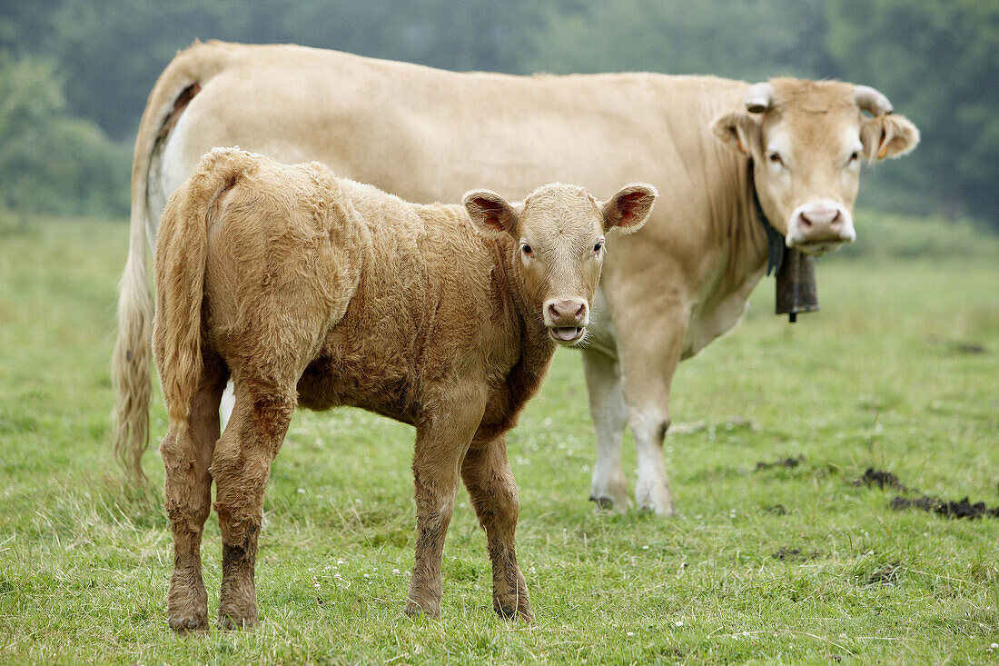 Pyrenean breed cattle, Belate, Baztan Valley, Navarra, Spain