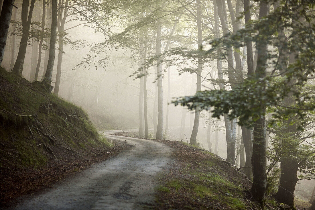 Pfad, Wald im Nebel. Belate, Baztan-Tal, Navarra