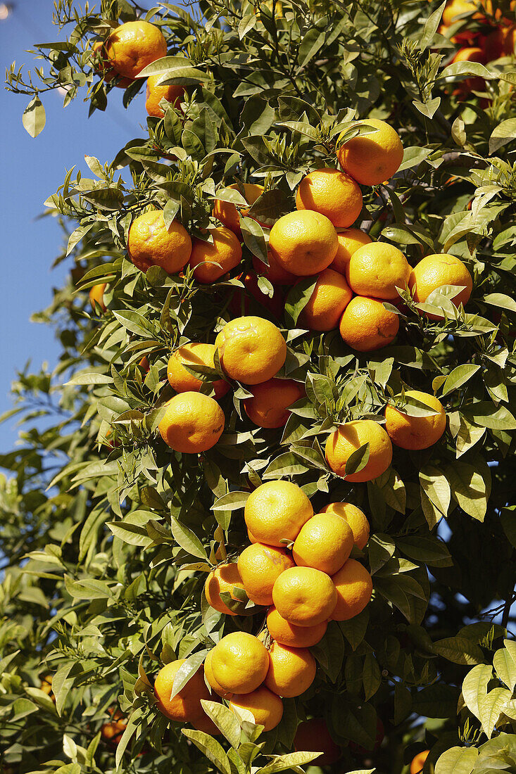 Orangen. Valencia, Comunidad Valenciana, Spanien