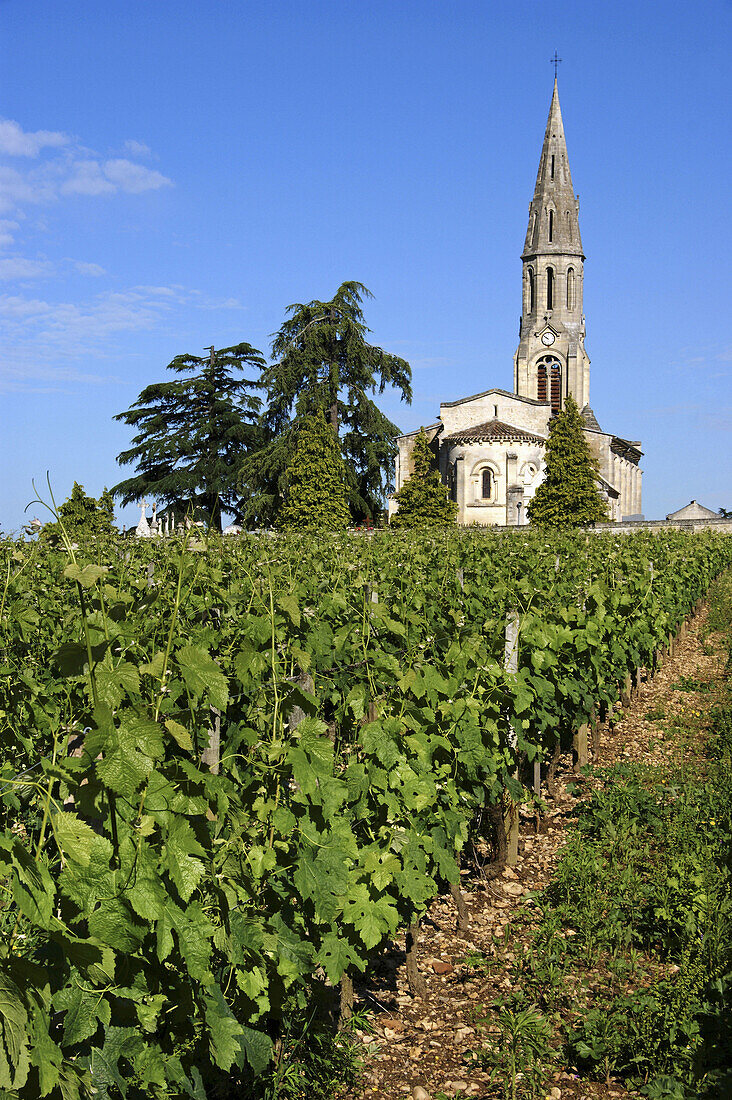 France. Gironde. Lussac,  in the Bordeaux Saint Emilion wine district.