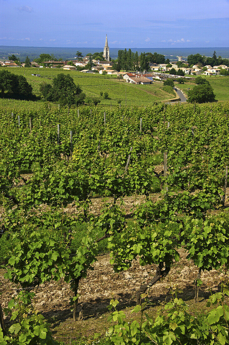 France. Gironde. Sainte Croix du Mont surrounded by vine fields,  in the D.O. Saint Croix du Mont Bordeaux wine district.