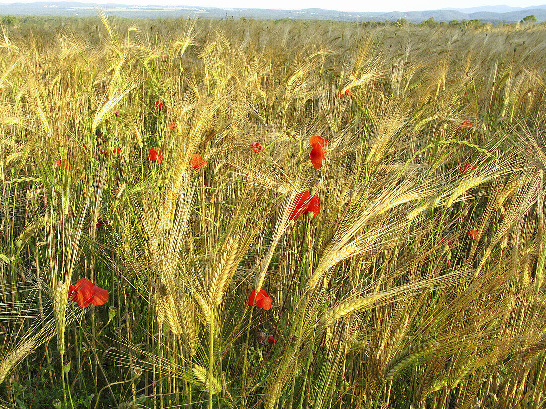 Wheat field, La Garrotxa, Girona, Catalonia, Spain