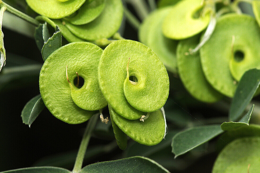 Medick (Medicago sp.) fruits. Turo del Putget park, Barcelona, Catalonia, Spain