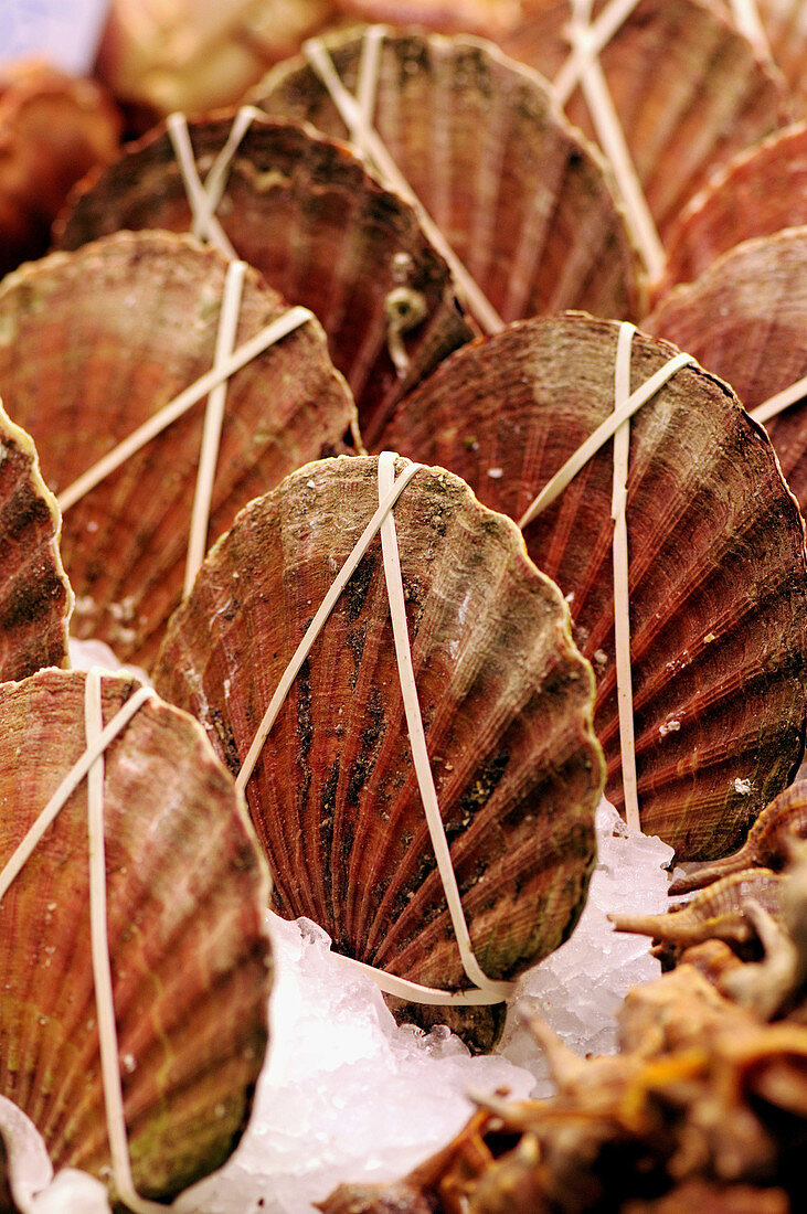 Scallops at La Boqueria market, Barcelona. Catalonia, Spain