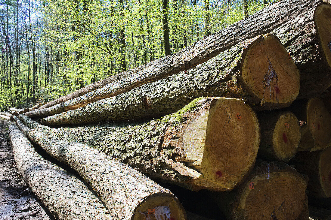 Stacked sawn timber logs in a beech grove, Vosges, Lorraine, France