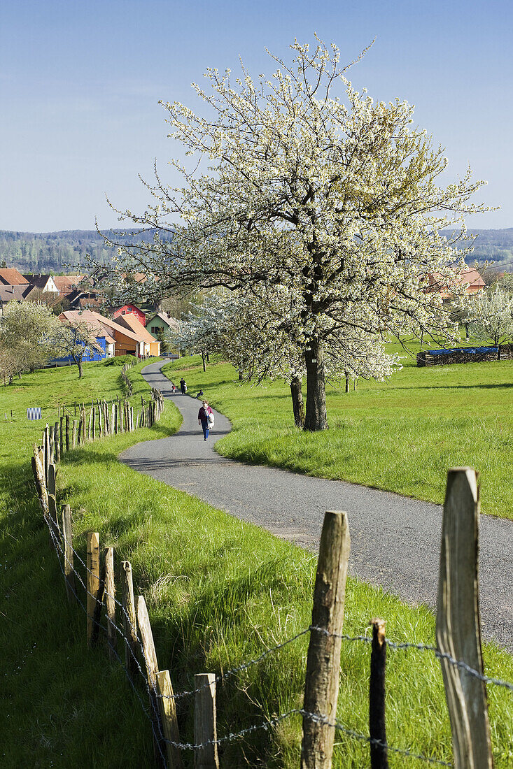 People on country road lined with blooming apple tres and village, Alsace, France