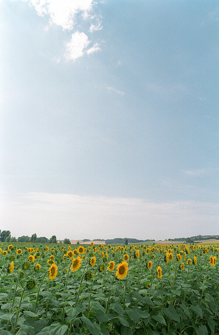 Sunflowers in a field, Lot-et-Garonne, Lot et Garonne, France