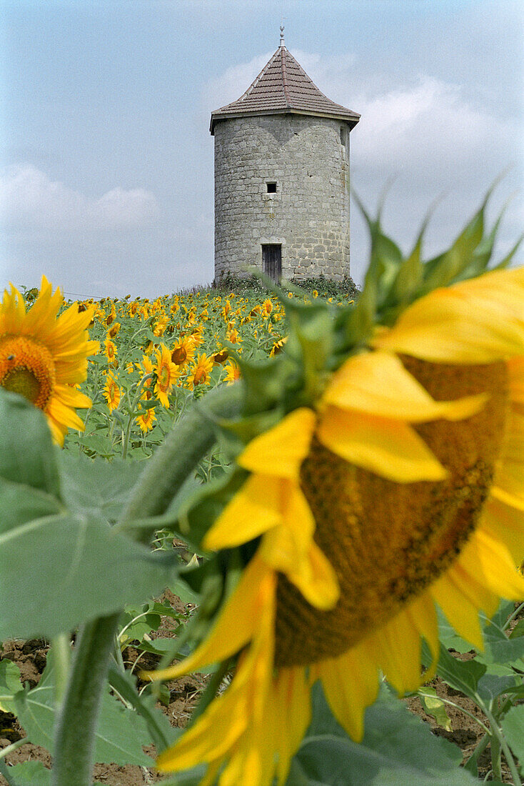 Sunflowers in a field, Lot-et-Garonne, Lot et Garonne, France