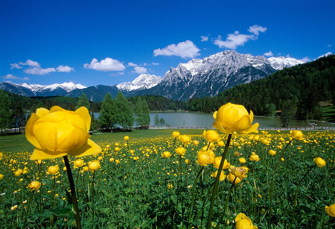 Globe flowers at lake Lautersee under blue sky, Bavaria, Germany, Europe