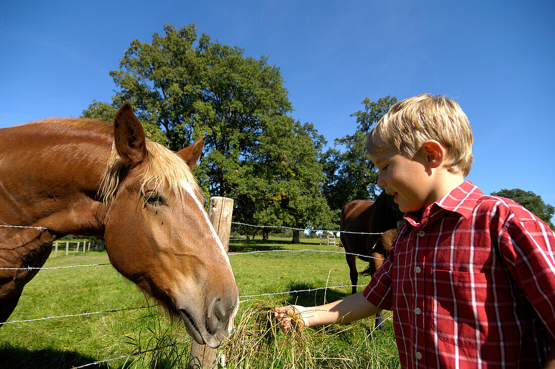 Boy feeding a horse, near Murnau, Upper Bavaria, Bavaria, Germany