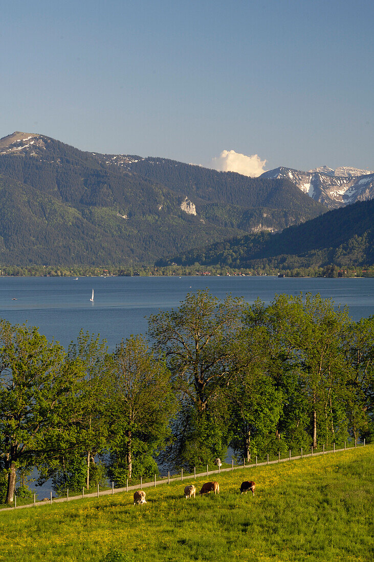 View over Lake Tegernsee, Field with cows, Lake Tegernsee, Upper Bavaria, Bavaria, Germany