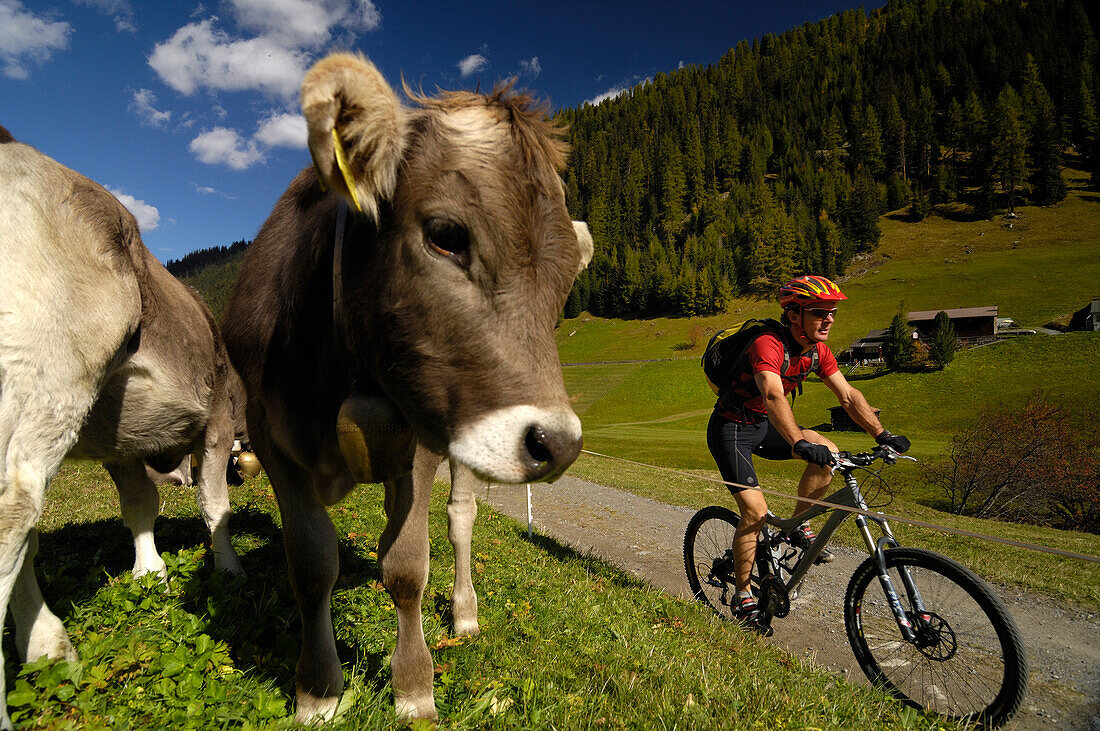 Man on a mountain bike tour, MTB, mountainbiking near Davos, Albula Range, Grisons, Switzerland
