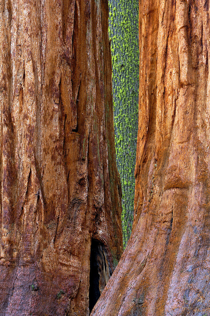 View at giant trees at Yosemite National Park, California, North America, America