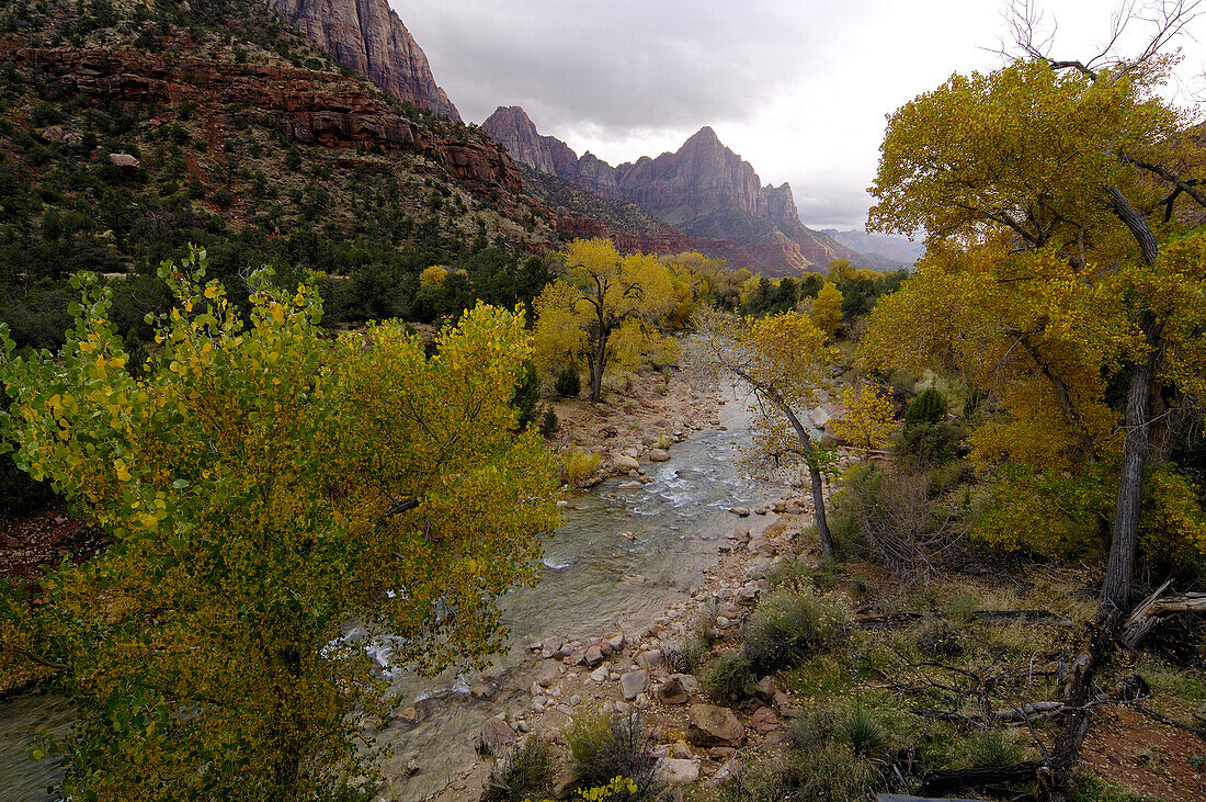 Autumnal trees at a river, Zion National Park, Utah, North America, America