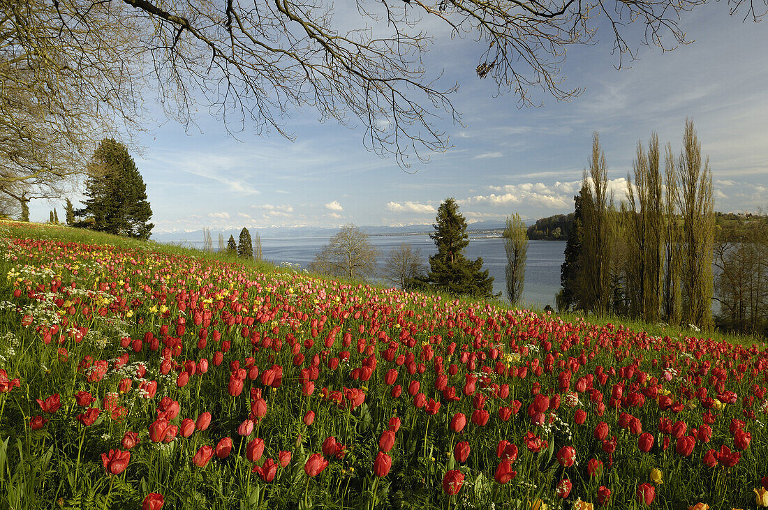 Parkland with tulips, Mainau island, Lake Constance, Baden-Wurttemberg, Germany