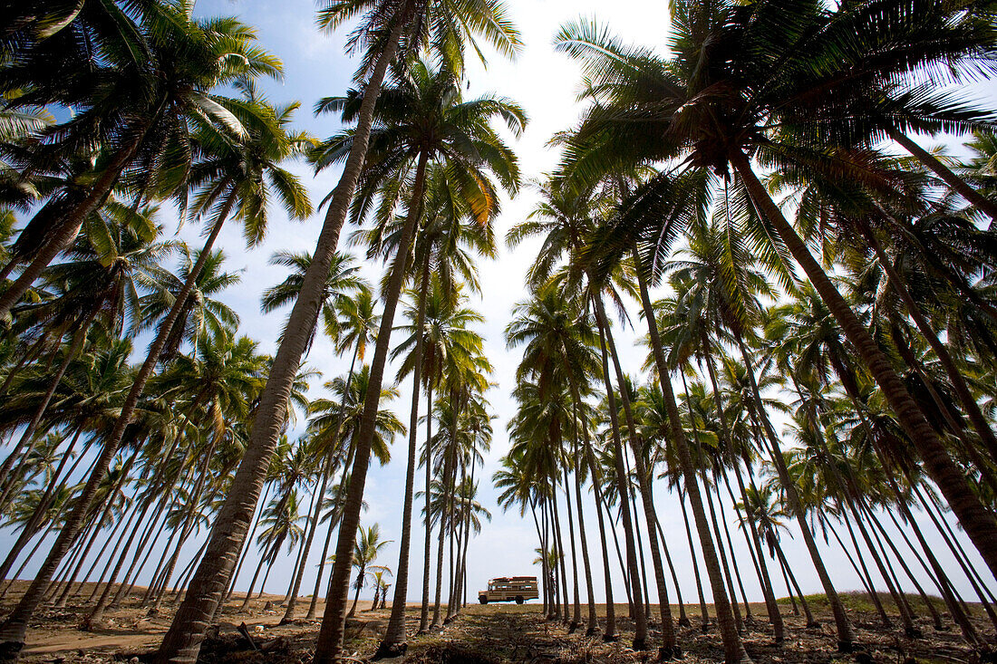 American School bus in a palm grove, Pasquales beach, Colima, Mexico