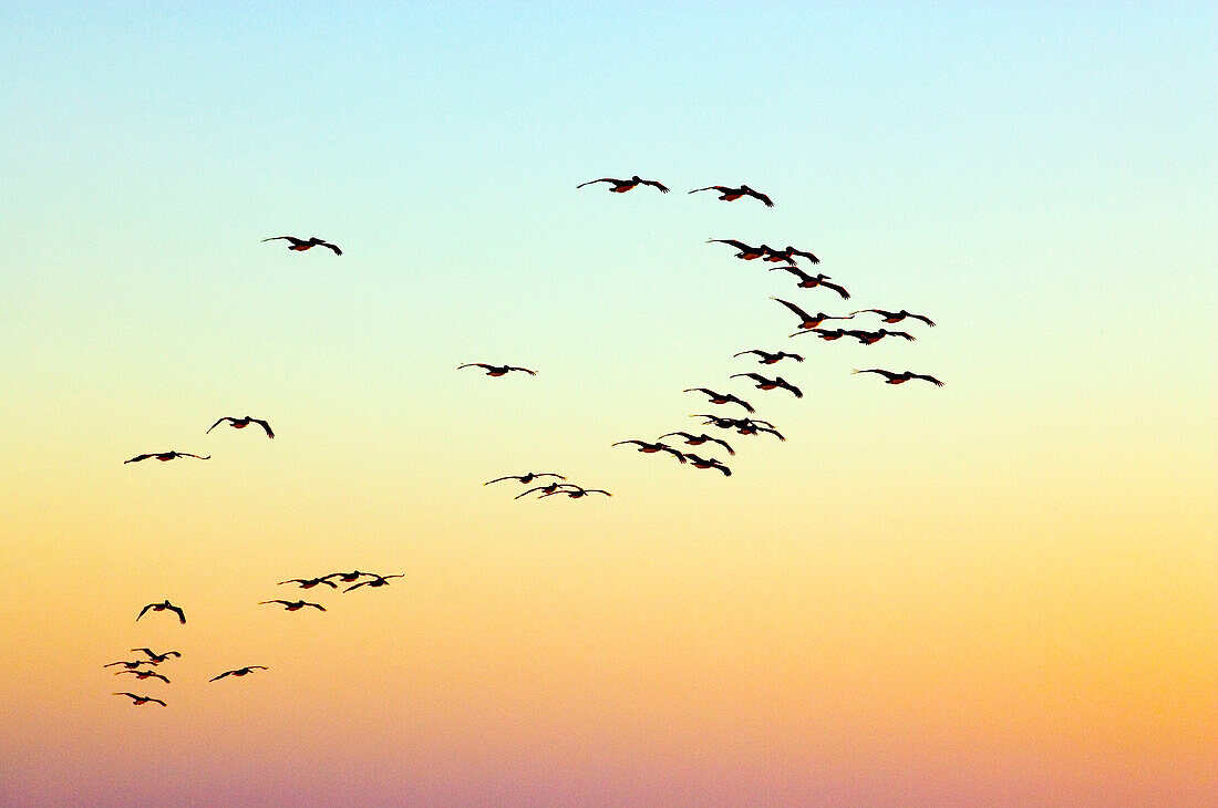 A group of pelicans gliding through the air at sunset, Conejo beach, Baja California Sur, Mexico