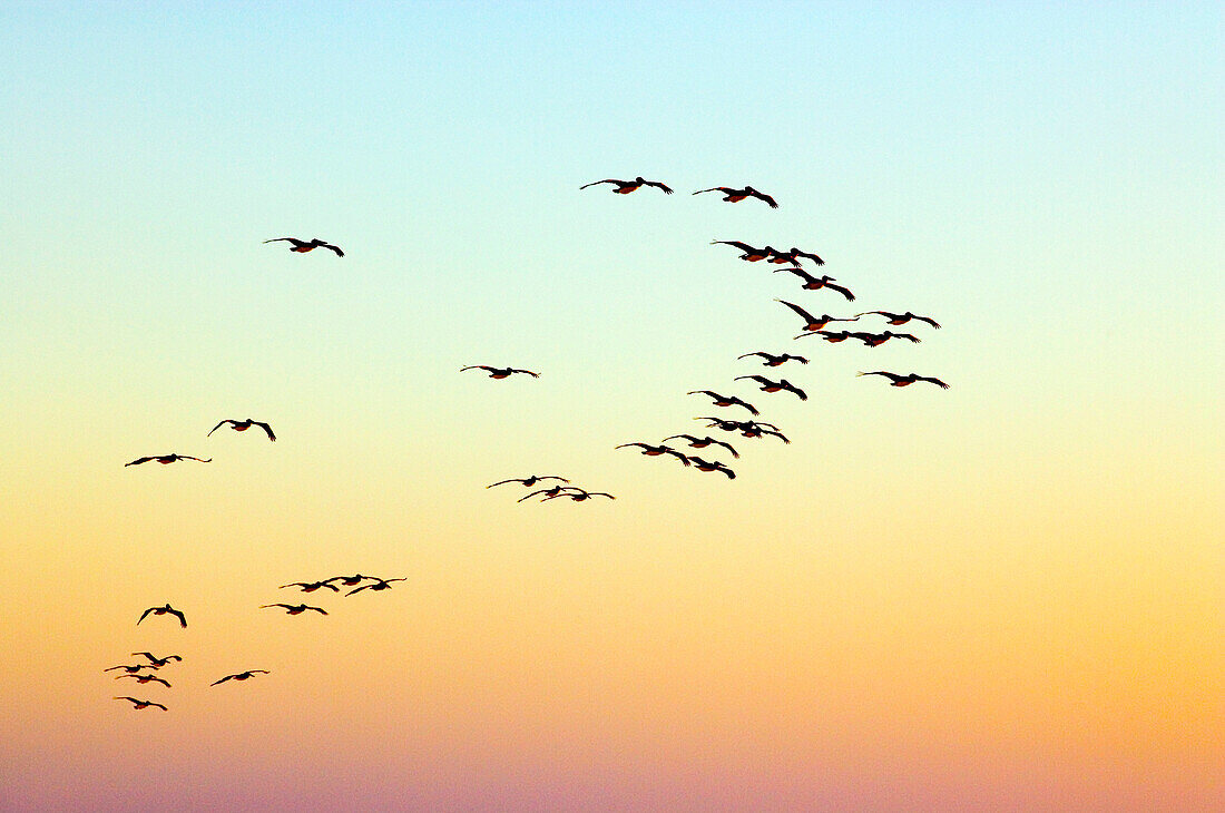 Eine Gruppe von Pelikanen gleitet durch die Luft, Sonnenuntergang, Strand von Conejo, Baja California Süd, Mexico