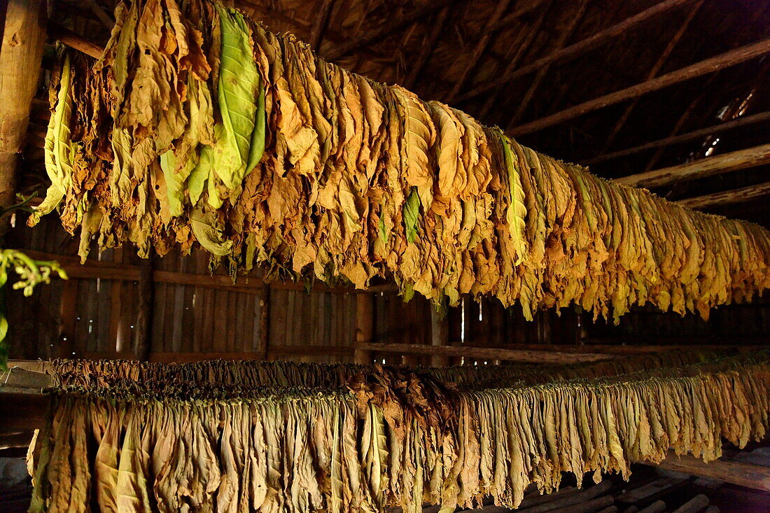 Tabakblätter in einer Trockenkammer, Vinales, Pinar del Rio, Kuba