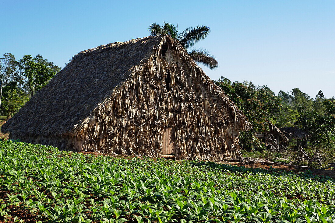Trockenkammer im Tabakfeld, Vinales, Pinar del Rio, Kuba