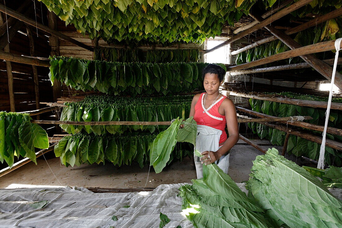 Frau sortiert Tabakblätter, Alejandro Robaina Tobacco Farm, Pinar del Rio, Kuba