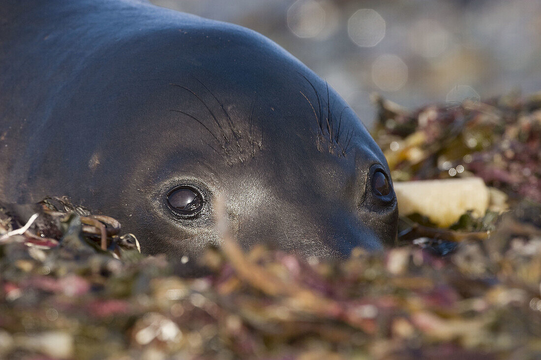 Farbe, San, Seeelefanten, Simeon, Strand, A06-714597, agefotostock