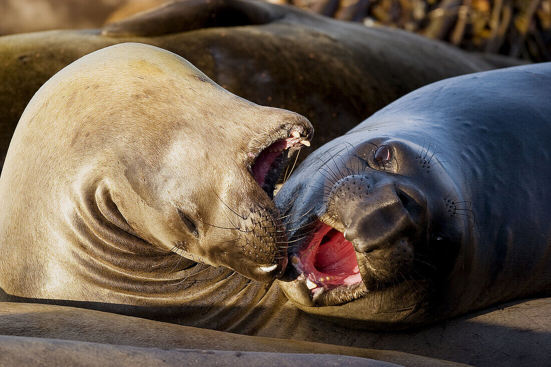 Beach, Color, Colour, Elephant seals, Marine mammals, San, Simeon, A06-714593, agefotostock