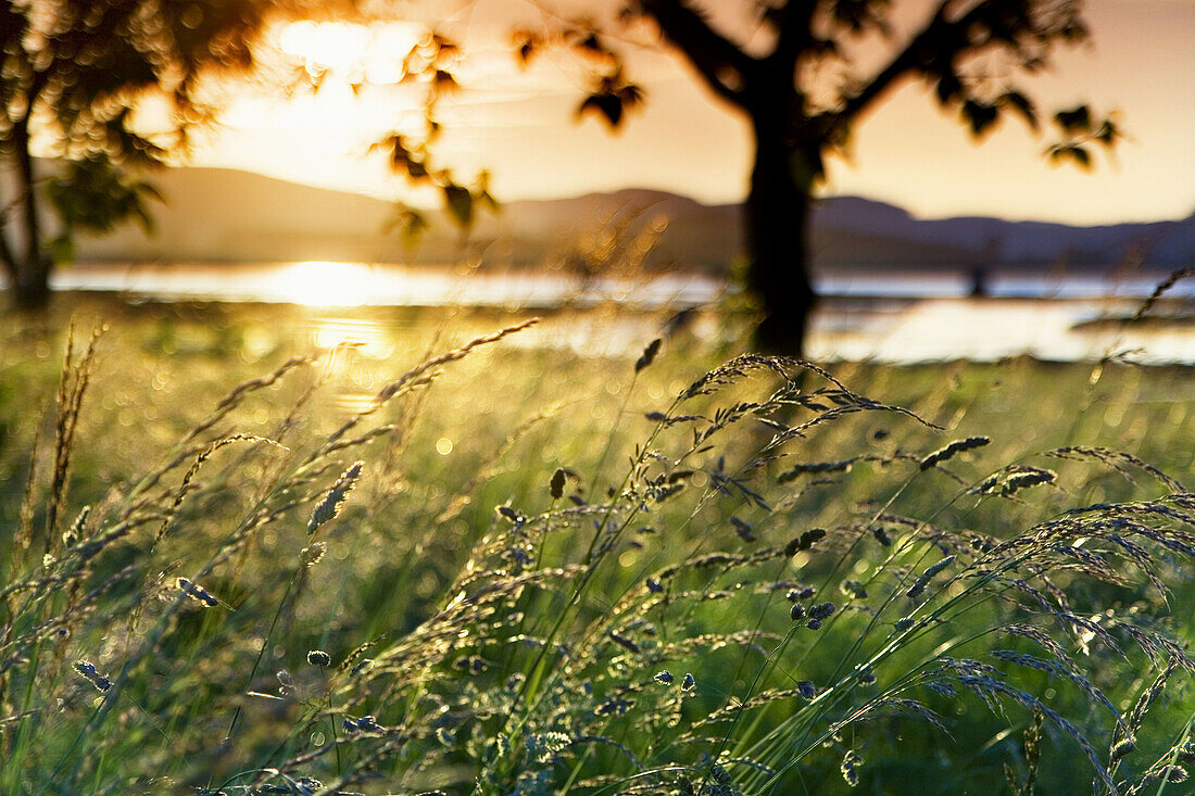 Grassland with trees close to the river at sunset, Ason river, Colindres, Cantabria, Spain