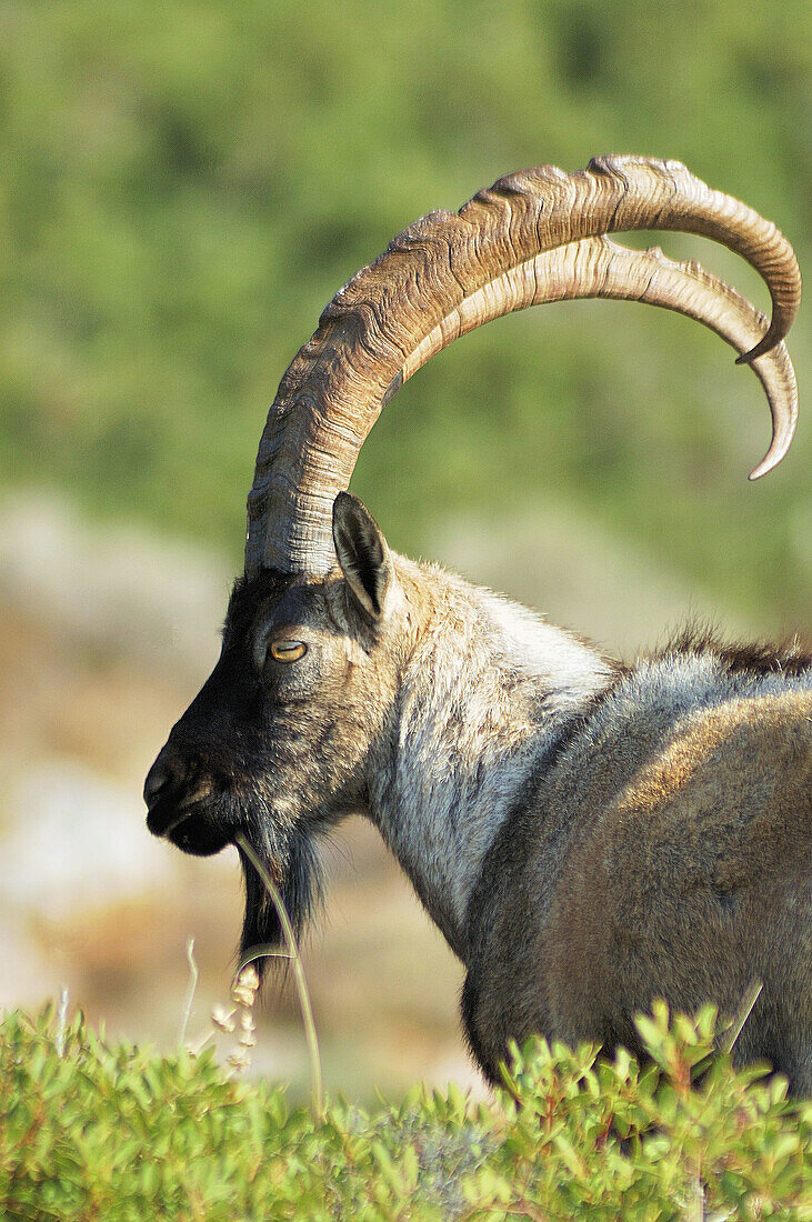 A male Cretan wild goat (Capra aegagrus cretica), Crete