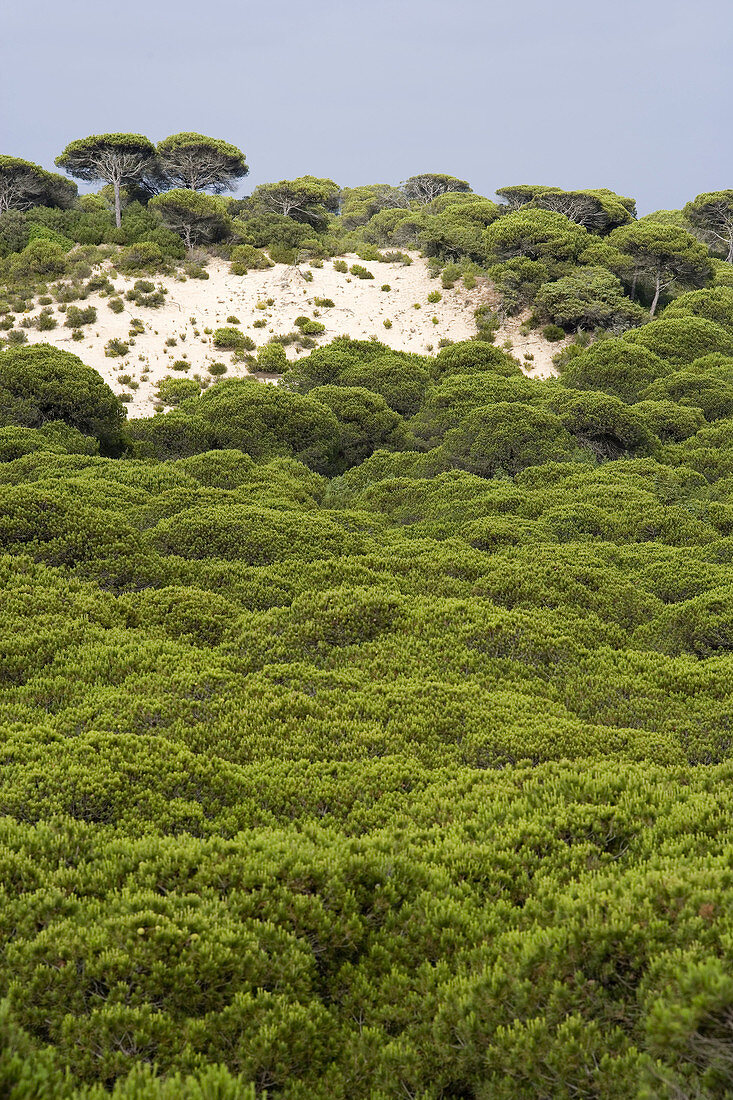 Pine forest, Doñana National Park. Huelva province, Andalucia, Spain