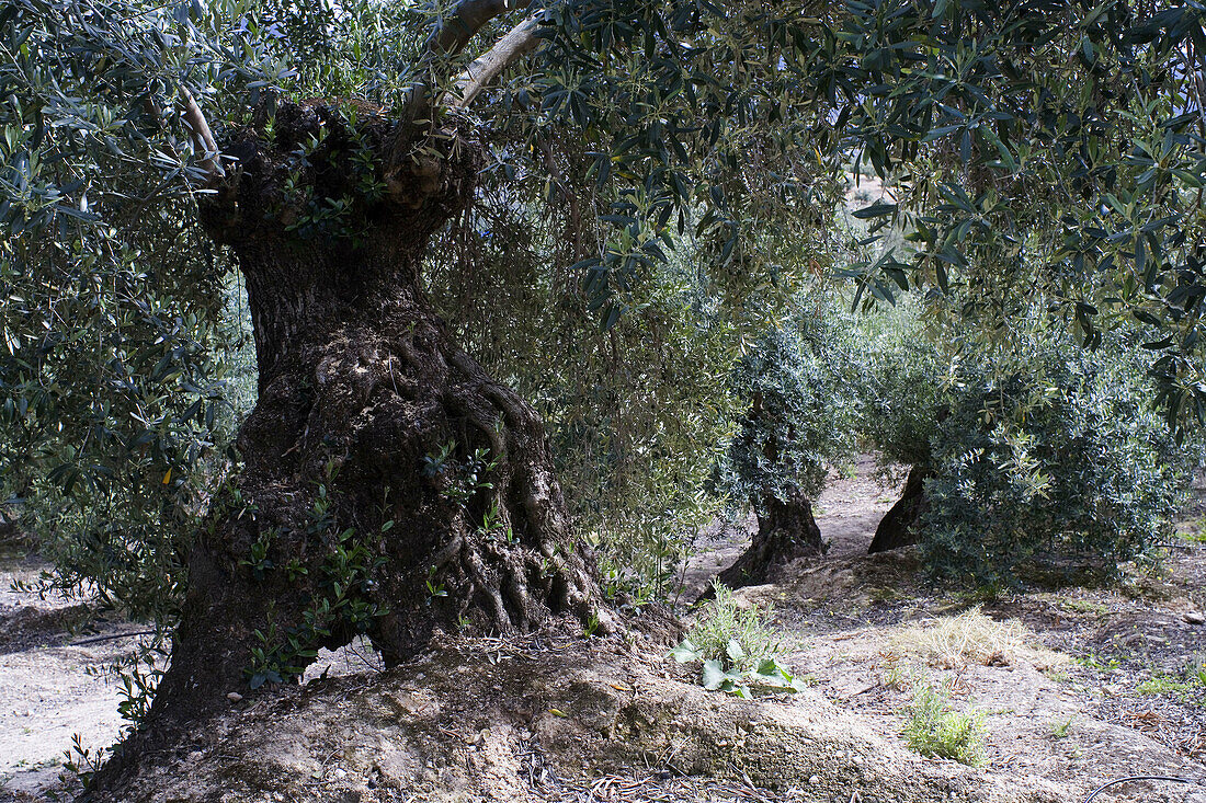 Olive trees. Jaen province, Andalucia, Spain