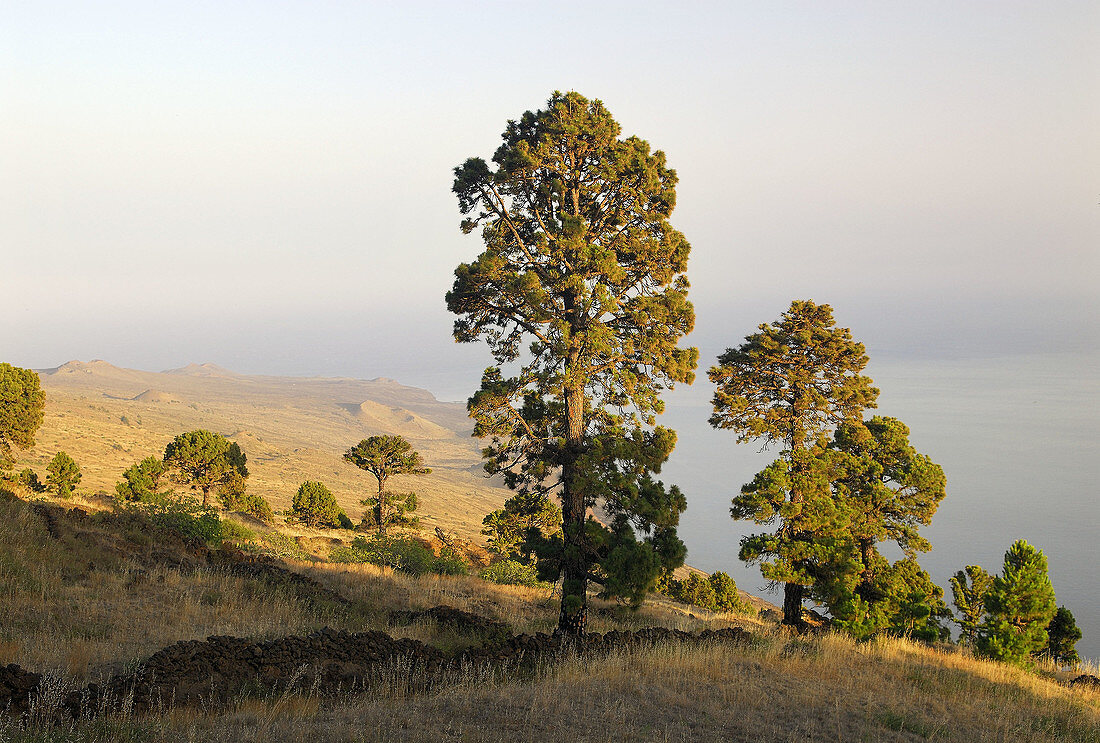 Pino canario (Pinus canariensis). El Hierro. Islas Canarias. España