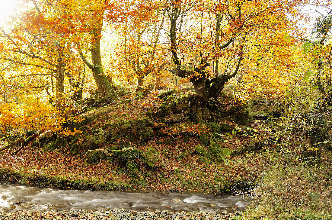 Orabidea is a forest spot, located in Baztan, an area of the north of Navarra, close to the French border. There is a path at the end of Orabideas road leading to the Hells Mill (Infernuko Errota) built on the river.