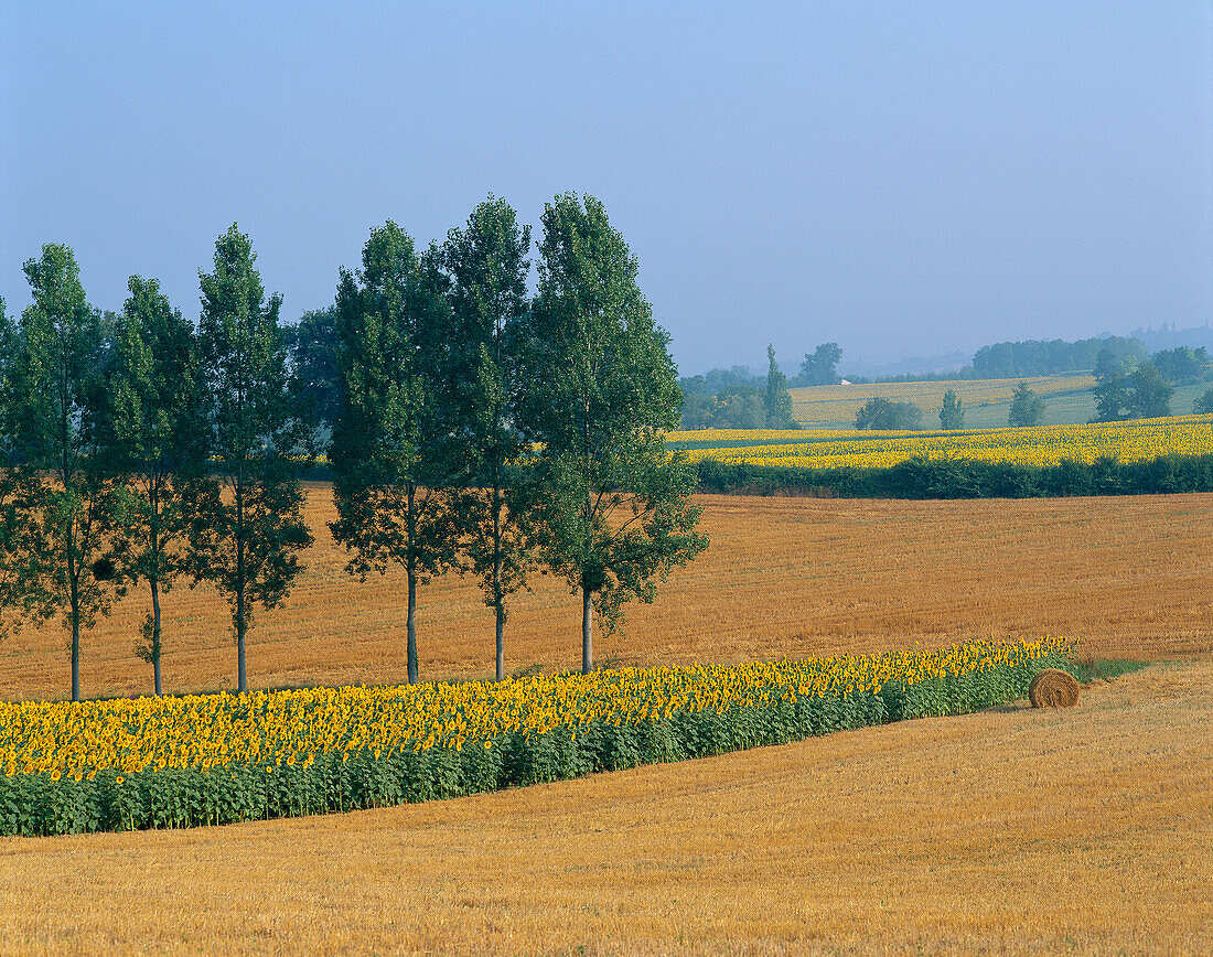 Sunflower Field, General, The Dordogne, France