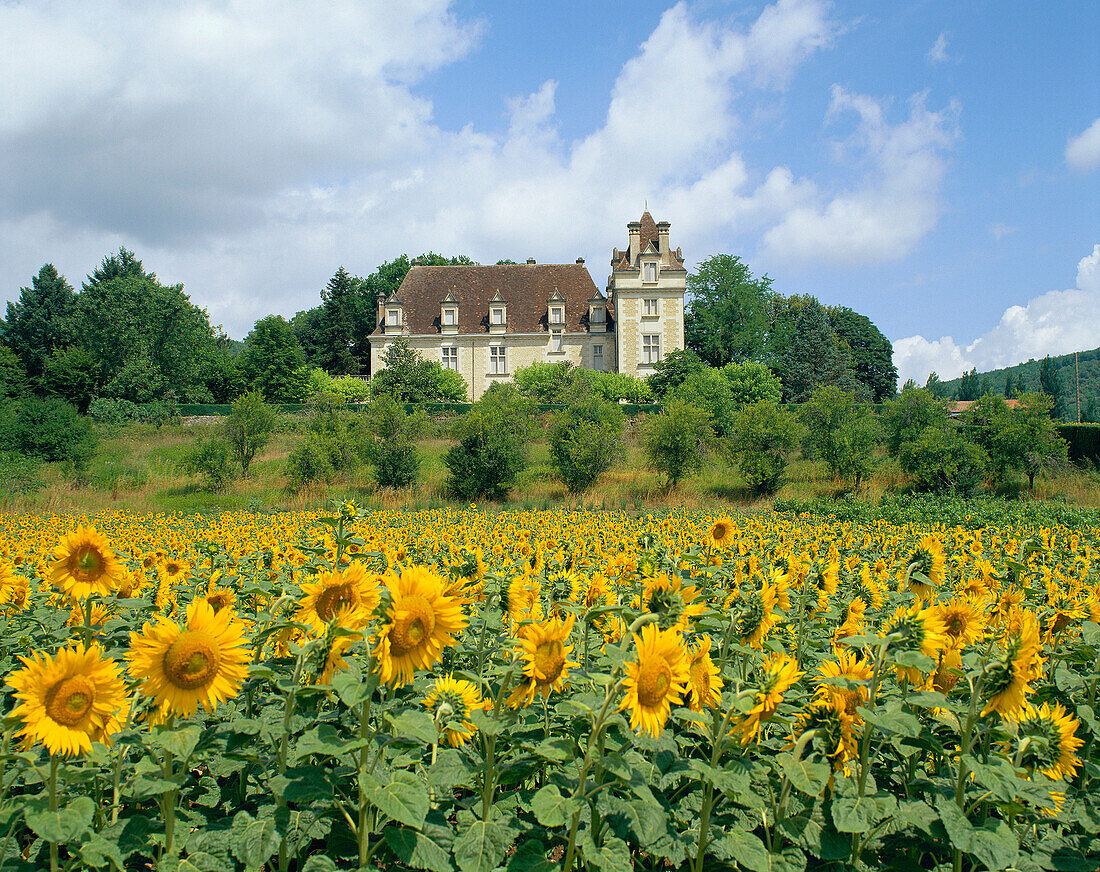 Sunflower field and chateau, General, The Dordogne, France
