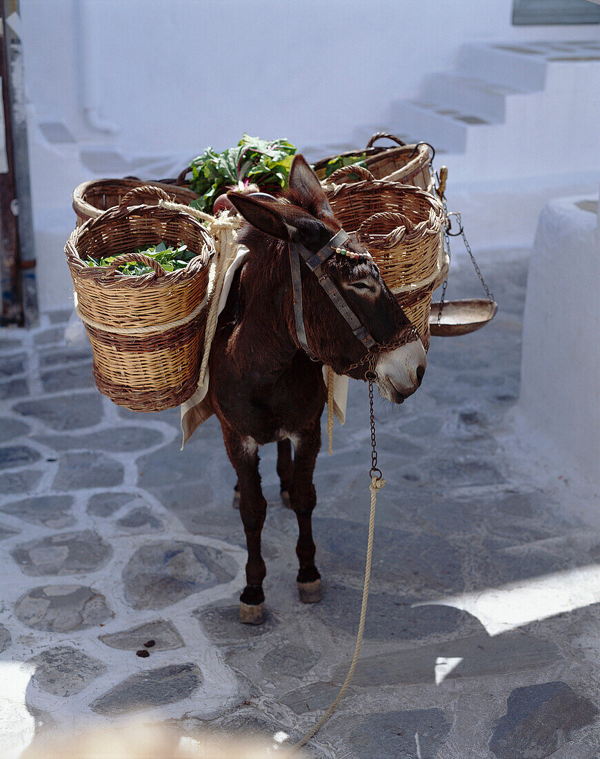 Donkey with laden baskets, General, Mykonos Island, Greek Islands