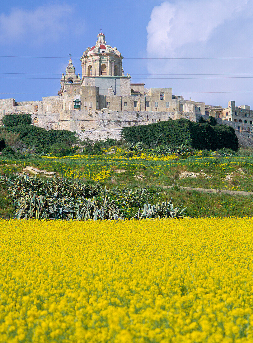 Walled city over wildflowers, Mdina, Malta, Maltese Islands