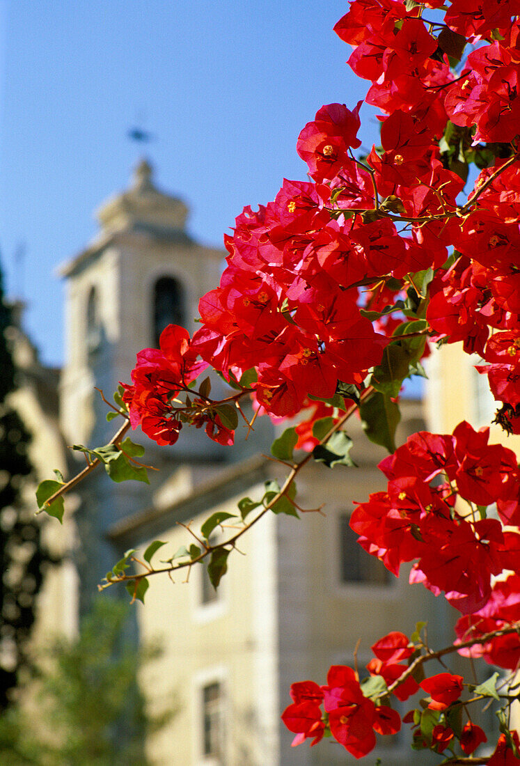 Bougainvillea, Lisbon, Estremadura, Portugal