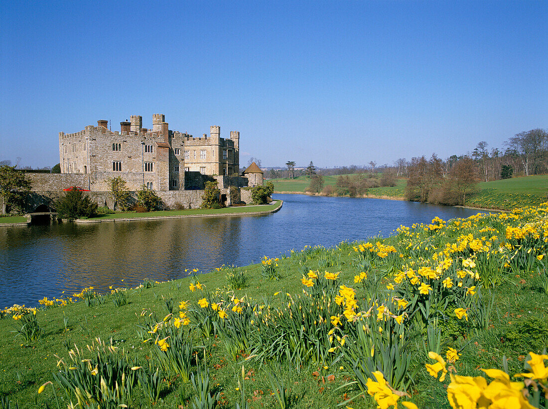 Daffodils, river and castle, Leeds Castle, Kent, UK, England