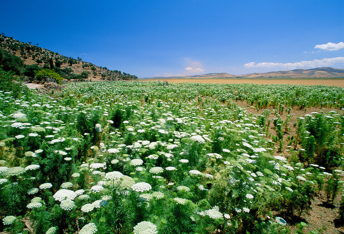 Lake Ichkeul, The North, Tunisia