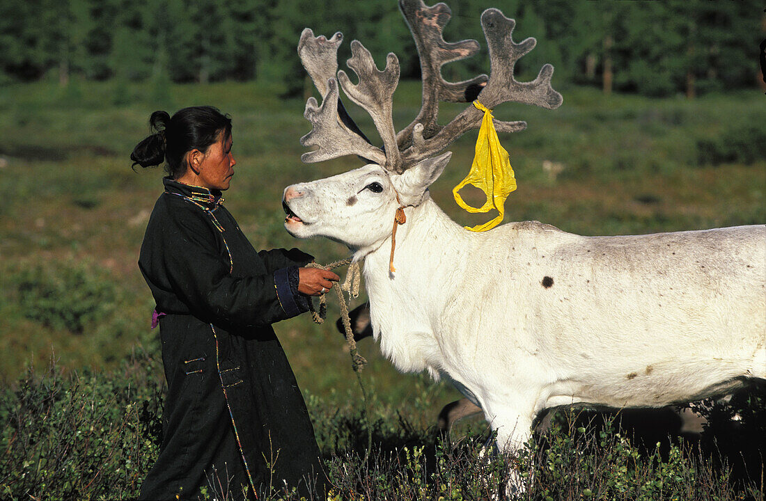 Tsaatan woman and reindeer. Red taiga. Khovsgol province. Mongolia