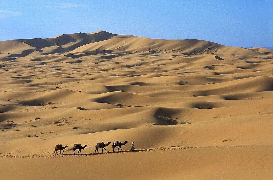 Camel train. Merzouga sand dunes. Erfoud region. Morocco