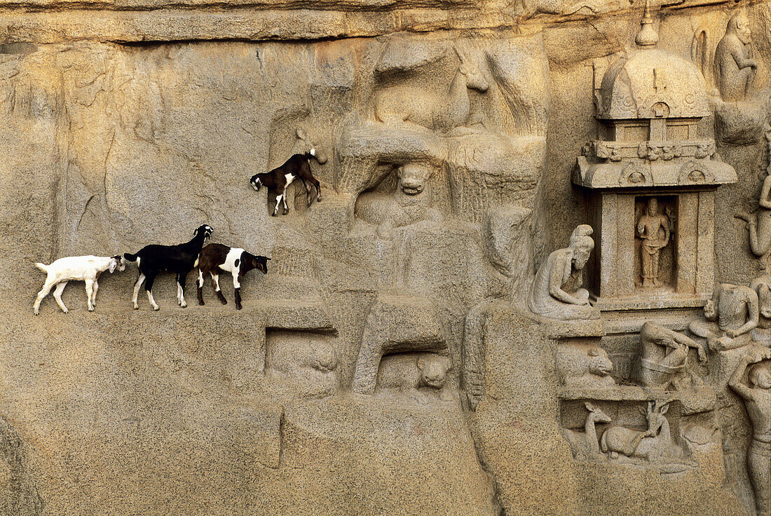 OPEN AIR BAS RELIEF REPRESENTING THE DESENT OF THE GANGES, MAMALLAPURAM MAHABALIPURAM, TAMIL NADU, INDIA