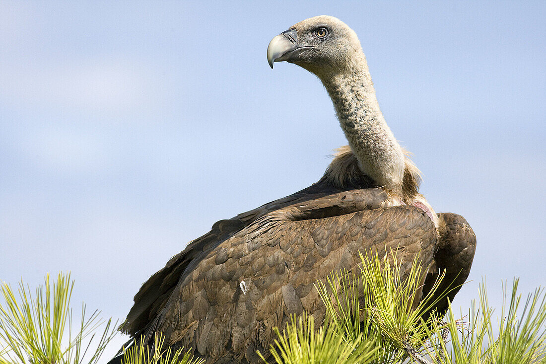 Griffon vulture (Gyps fulvus) on pine tree