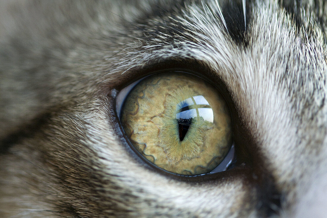 Cats eye close up